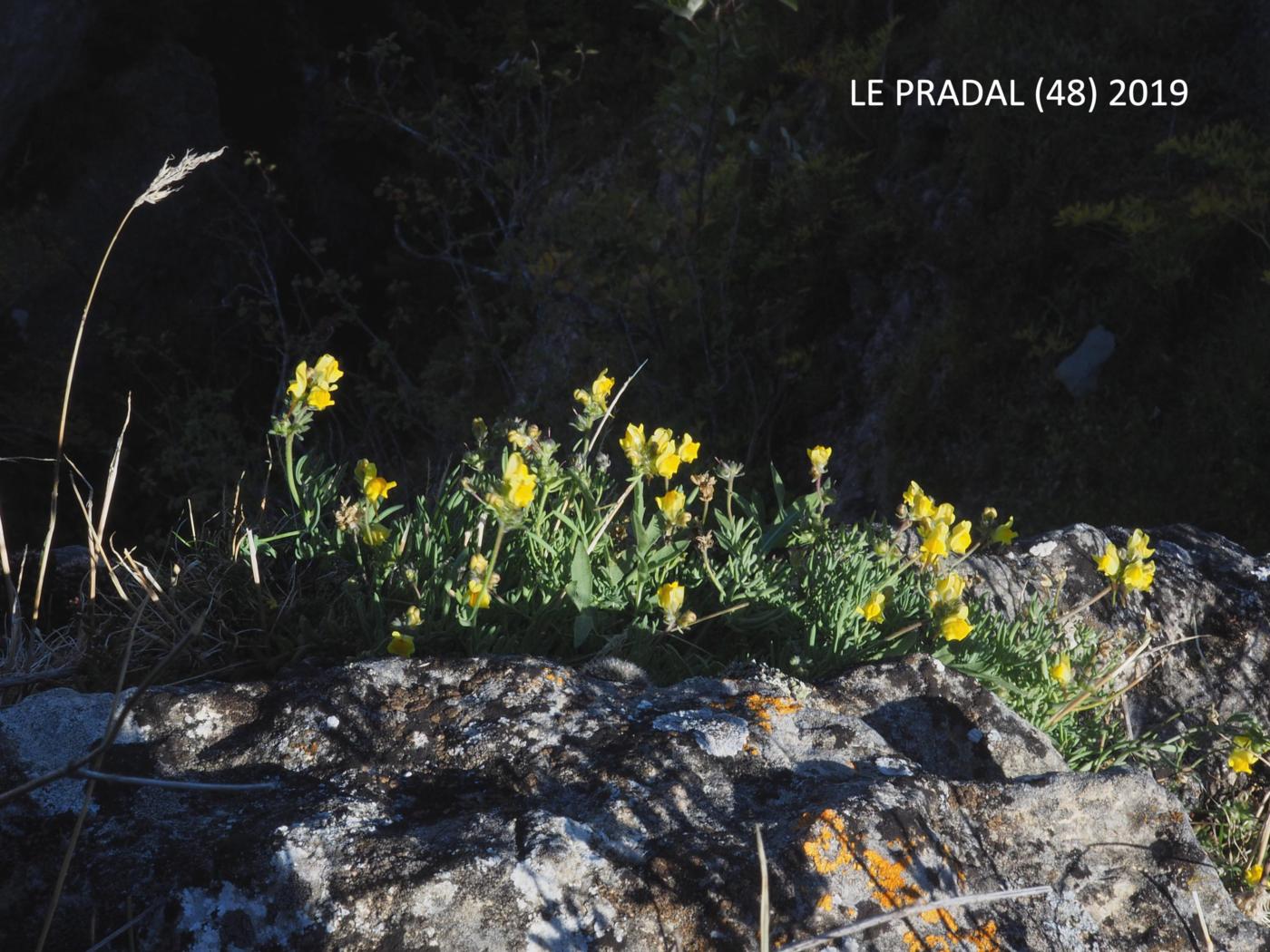 Toadflax, Long-spurred plant